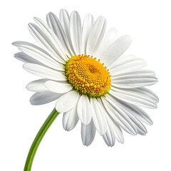 Fototapeta premium A daisy flower isolated on white