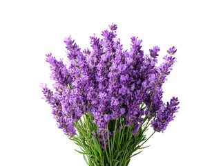 Fototapeta premium Beautiful bouquet of fresh purple lavender flowers isolated on black background, Isolated On Transparent Background, Png