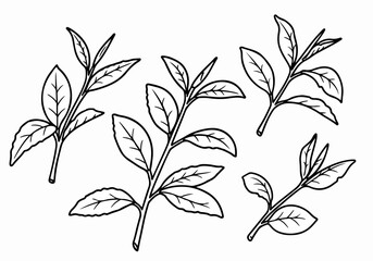 Botanical line art illustration of tea sprigs and leaves on white background