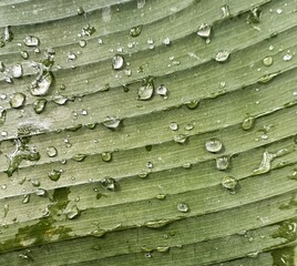 Macro shot of a tropical green leaf with water droplets. The horizontal structure and natural shine...