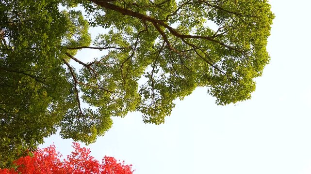 紅葉した楓の大木をティルトダウンで撮影した4K動画