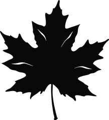 Fototapeta premium A stark black silhouette of a classic maple leaf with a slender stem
