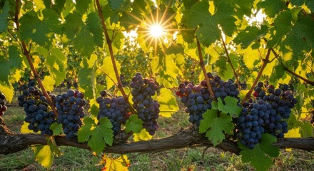 Vineyard grapes in sunlight