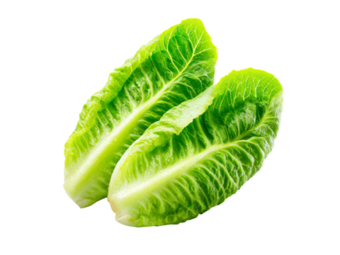 Two fresh green cos lettuce leaves isolated on black background, Isolated On Transparent Background, Png