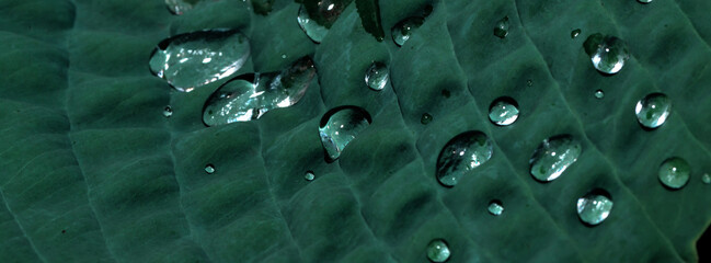Green leaves in dew drops. Plants after the rain. Shallow depth of field.