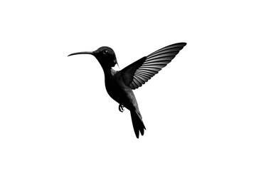 Obraz premium PNG Majestic black hummingbird in flight against black background