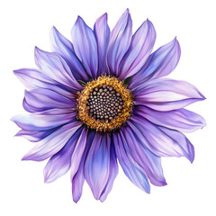 A watercolor purple sunflower isolated on a transparent background