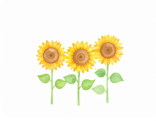 Obraz premium Aquarell Sonnenblumen – leuchtende Blumen als handgemalte Illustration