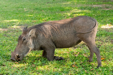 Cute common warthogs (Phacochoerus africanus), eating grass at the bank of the Chobe River, Botswana