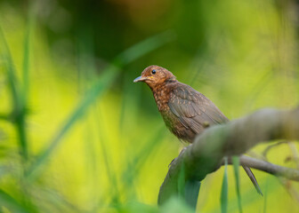 Samica kosa zwyczajnego stojąca na trawniku.