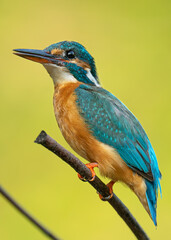 Zimorodek zwyczajny siedzący na gałęzi nad wodą.