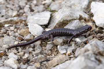 Very rare brown coloured alpine salamander (Salamandra atra) found in the Austrian Alps in Tyrol