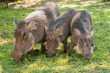 Cute common warthogs (Phacochoerus africanus), eating grass at the bank of the Chobe River, Botswana