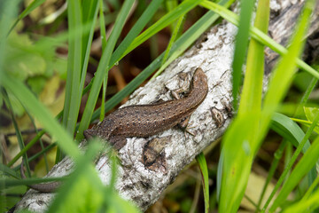 Adult female Viviparous lizard (Zootoca vivipara) taking a sun bath on a birch tree trunk