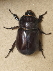 stag beetle isolated on white background