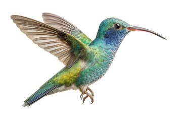 Obraz premium PNG Vibrant green hummingbird in flight with extended wings and long beak