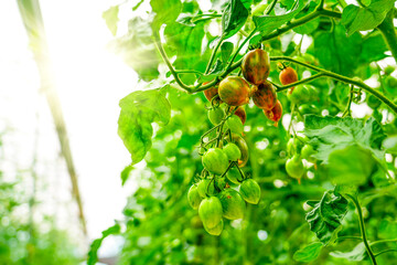 Tomato plants displaying a mix of green and ripe fruits grow in a lush greenhouse, illuminated by...
