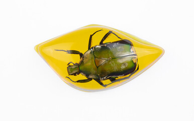 beetle in amber isolated on white background
