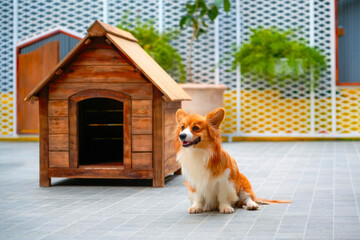 A cheerful corgi sits on a tiled patio, smiling with its tongue out. A simple wooden doghouse...