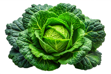 Fresh, organic cabbage head isolated on white or resting in the garden