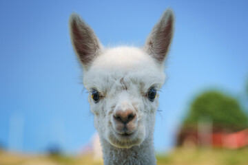 Close-up of a cute white albino baby alpaca’s head against a clear blue sky, perfect for animal...