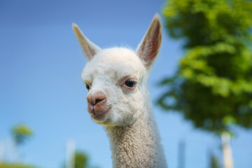 Close-up of a cute white albino baby alpaca’s head against a clear blue sky, perfect for animal...