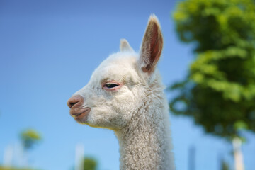 Close-up of a cute white albino baby alpaca’s head against a clear blue sky, perfect for animal...