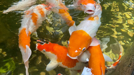 A close-up view of several colorful Koi fish swimming in clear water. The fish are predominantly white and orange, with intricate patterns. The background features small, decorative pebbles at the bot