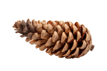 PNG Detailed close-up of a pine cone on a black background