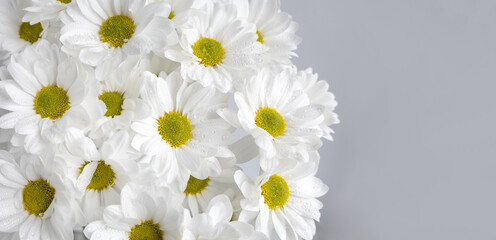 Fototapeta premium White chrysanthemums with water drops close-up on grey background. Floral background for weddings or birthday. Selective soft focus and copy space