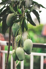 green olives on tree