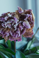 lilac dry flower on a green background, wilted peony