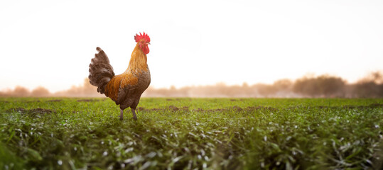 A beautiful brown rooster at sunrise in the countryside, walking through the grass, copy space