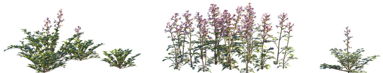 Set of Corydalis edulis isolated png on a transparent background perfectly cutout high resolution