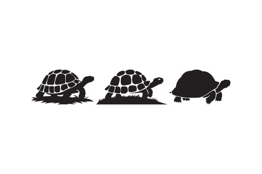 Silhouette tortoises walking on grass and ground