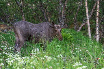 Moose in the forest