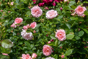 Blooming Pink Roses in Summer Garden with Green Foliage – Romantic Floral Background for Nature and Beauty Themes