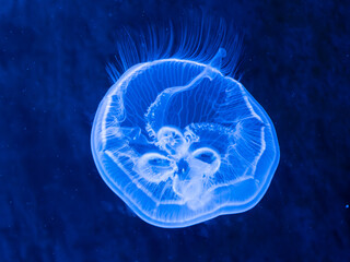 A jellyfish closeup with blue colours in germany