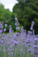Blooming lavender purple flowers growing in the field. Lavender blossom fragrant mosquito repellent plant.