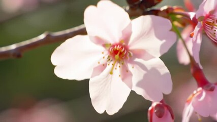 Delicate pink blossom on branch in spring with blurred background - Powered by Adobe