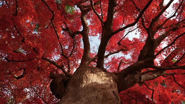 紅葉した大きなモミジの木の根本から上を見上げた4Kドリー動画