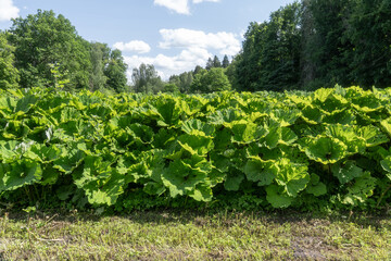 Invasive Giant Hogweed Field in Estonia – Dense Green Foliage of Dangerous Heracleum Sosnowskyi...