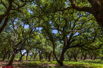 A dense oak forest of towering trees creates a lush canopy