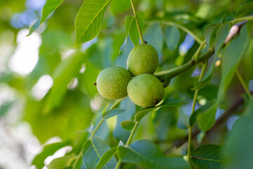 Close-up of unripe walnuts, still in their green husks, hanging on a tree branch. Fresh nuts growing on a walnut tree with bright green leaves in natural sunlight.