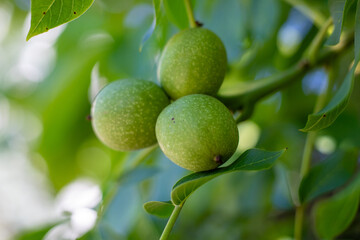 Close-up of unripe walnuts, still in their green husks, hanging on a tree branch. Fresh nuts growing on a walnut tree with bright green leaves in natural sunlight.
