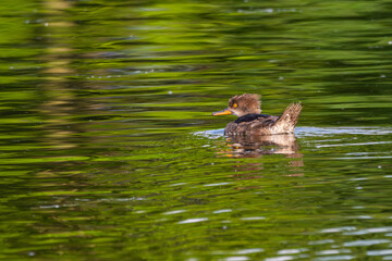 Hooded merganser swimming in a lake.