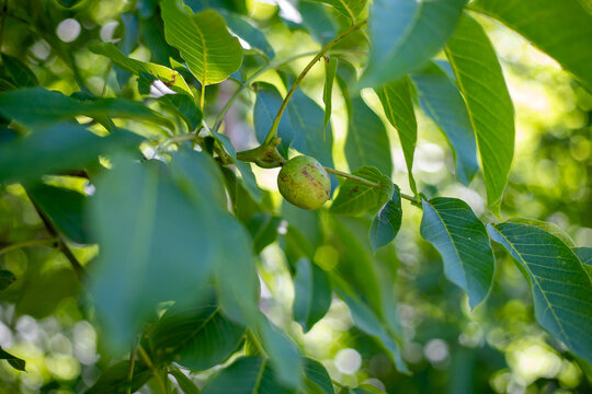 Close-up of unripe walnuts, still in their green husks, hanging on a tree branch. Fresh nuts growing on a walnut tree with bright green leaves in natural sunlight.