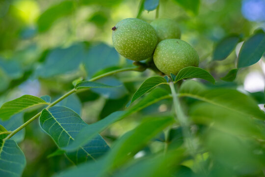 Close-up of unripe walnuts, still in their green husks, hanging on a tree branch. Fresh nuts growing on a walnut tree with bright green leaves in natural sunlight.