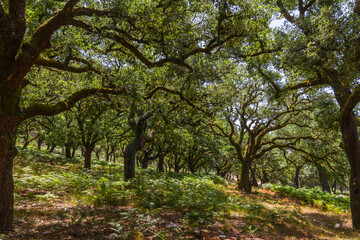 A dense oak forest of towering trees creates a lush canopy