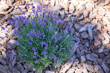 Purple lavender bushes grow in a flowerbed, decorated with covered bark, tree bark in the garden on...